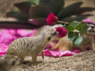 Love is in the air at the <a href="https://www.thestranger.com/events/42465042/love-at-the-zoo">Point Defiance Zoo &amp; Aquarium</a> this Valentine's Day.