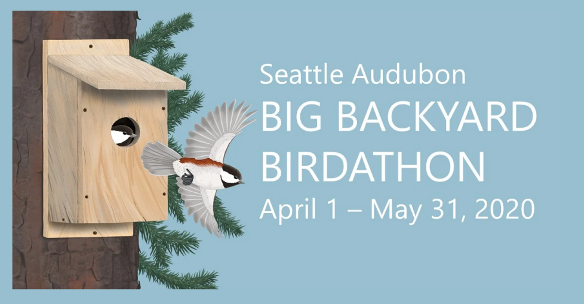 Seattle Audubon Big Backyard Birdathon at Birds Connect Seattle in