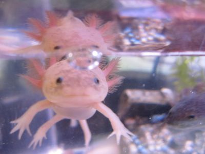 You have been visited by the smiling axolotl. He wishes you would come to this weekend's <a href="https://everout.com/portland/events/portland-metro-reptile-expo/e108000/">Portland Metro Reptile Expo</a> at Embassy Suites.