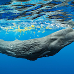 Secrets of the Whales (National Geographic Live): Benaroya Hall S. Mark Taper Foundation Auditorium