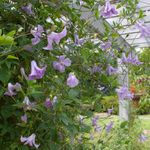 Grow the Heck UP! Embellish Your Garden with Vines: UW Botanical Gardens