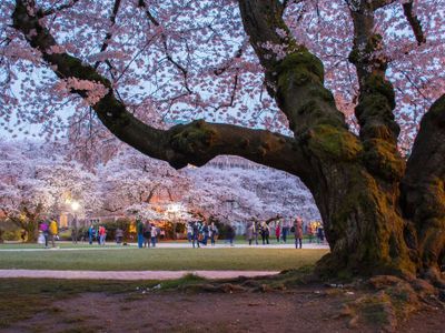 It's not spring in Seattle without rows of blossoming cherry trees. Catch the early blooms at <a href="https://www.thestranger.com/events/39601248/uw-cherry-bloom">UW</a> now, or stop by during the <strong><a class="event-header" href="https://everout.com/seattle/events/2022-u-district-cherry-blossom-festival/e113008/">2022 U District Cherry Blossom Festival</a></strong> from March 25&ndash;April 10 for food, drink, and retail specials.