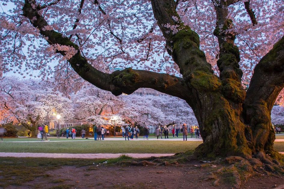 Florals? For Spring? Yes, At These Plant Sales, Cherry Blossom Displays ...