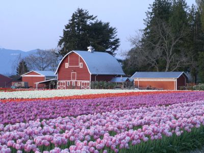 The <a class="event-header" href="https://everout.com/seattle/events/skagit-valley-tulip-festival-2022/e113100/">Skagit Valley Tulip Festival</a> is back!<strong><br /></strong>