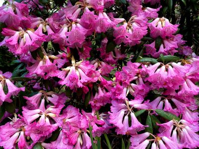 Did you know that the rhododendron is our state flower? If not, gain a new appreciation for it at the <a class="event-header" href="https://everout.com/seattle/events/mothers-day-at-rhododendron-species-botanical-garden/e113075/">Rhododendron Species Botanical Garden</a>'s Mother's Day weekend event.