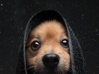 <strong><a href="https://everout.com/seattle/events/may-the-4th-be-woof-you/e113860/">May the 4th be WOOF you</a>.</strong>