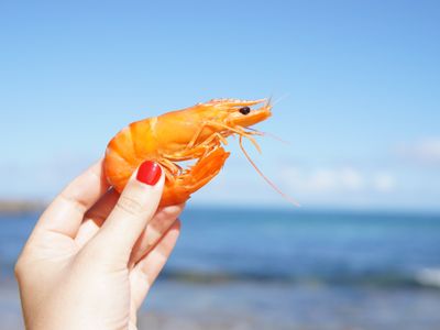 There&rsquo;s a narrow annual window when sweet, delicate spot shrimp is in season, six to eight weeks max, and good news: Memorial Day weekend falls within it. The <strong><a class="event-header" href="https://everout.com/seattle/events/brinnon-shrimpfest/e118289/">Brinnon ShrimpFest</a></strong> on the Hood Canal is the perfect opportunity to celebrate their arrival.