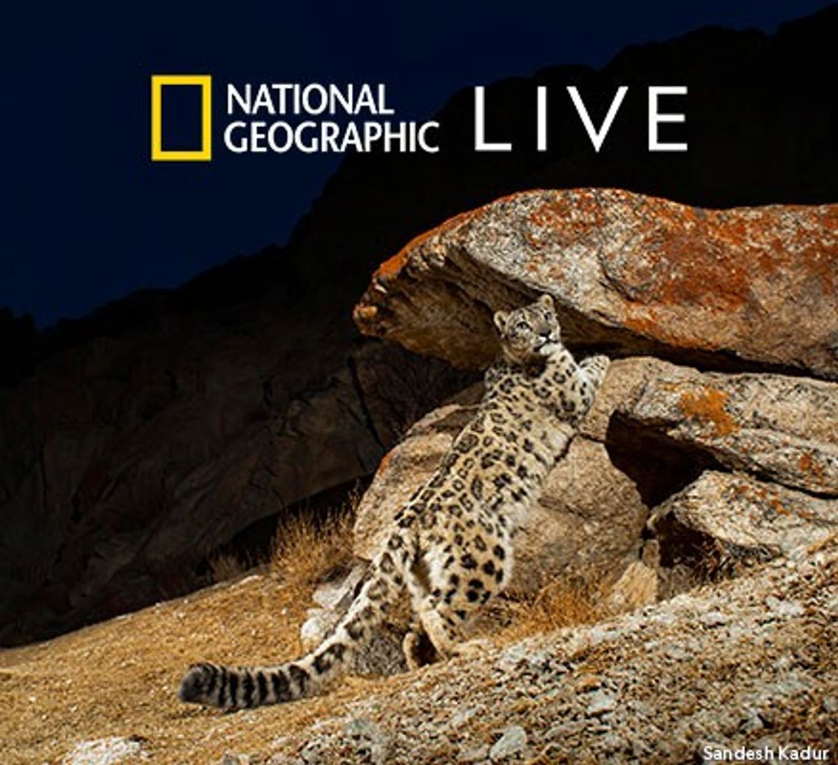 National Geographic Live: Wild Cats Of India At Newmark Theatre In ...