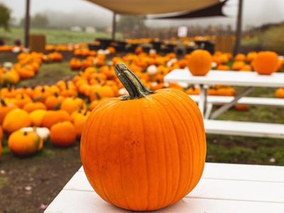 Your Guide to 2022 Fall Festivities Around Portland