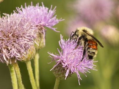 Our Backyard Bumbles: An Introduction to Washington’s Bumblebees