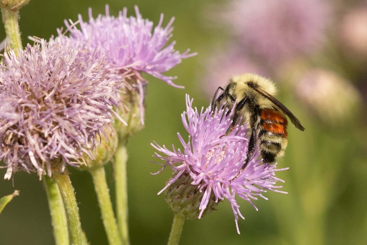 Our Backyard Bumbles: An Introduction to Washington’s Bumblebees at The