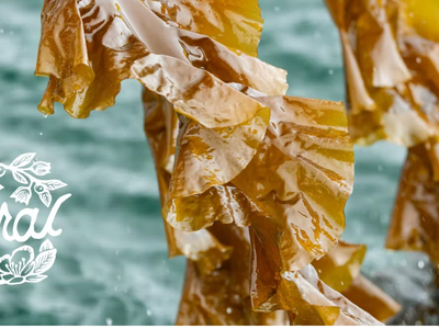Winter Waters x Veganizer x Feral: When I Seaweed, I Smoke It