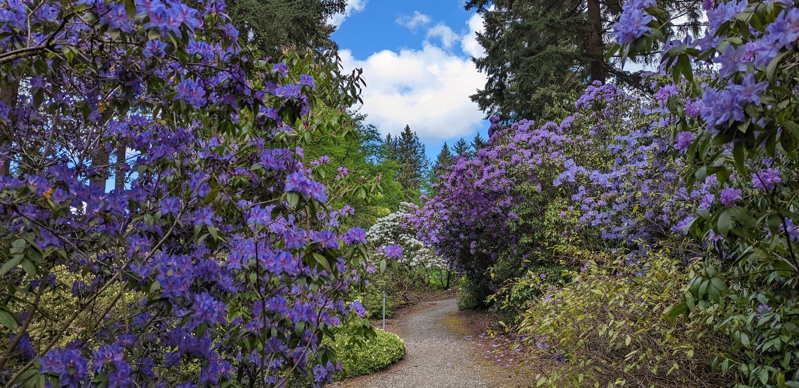 Seattle Spring Guide - EverOut