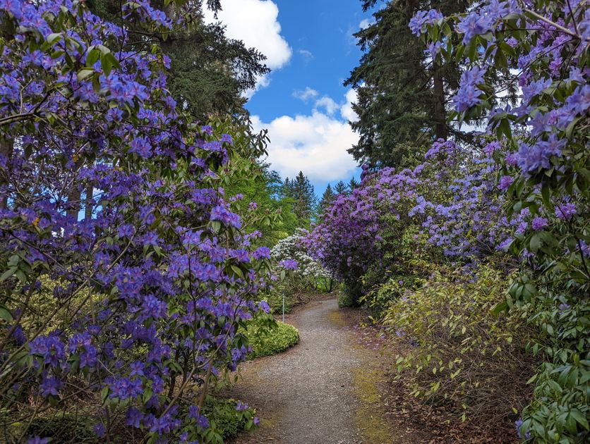Where to See all the Pretty Flowers in Seattle This Spring EverOut