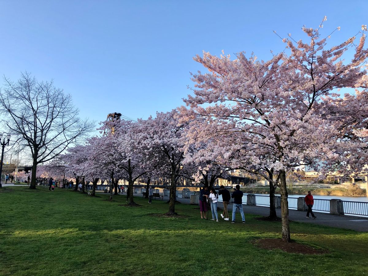 Waterfront Park Cherry Blossoms at Tom McCall Waterfront Park in