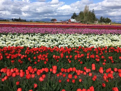 After the long, hard winter, the best way to shock you out of seasonal depression is to stick your face in a ton of fresh flowers. The best place to do that is at the <a class="event-header" href="https://everout.com/seattle/events/skagit-valley-tulip-festival-2023/e136486/">Skagit Valley Tulip Festival</a>.