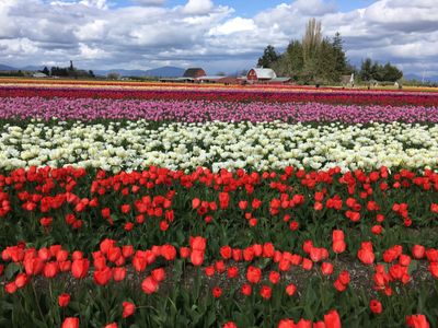 After the long, hard winter, the best way to shock you out of seasonal depression is to stick your face in a ton of fresh flowers. The best place to do that is at the <a class="event-header" href=index-5095.html Valley Tulip Festival</a>.