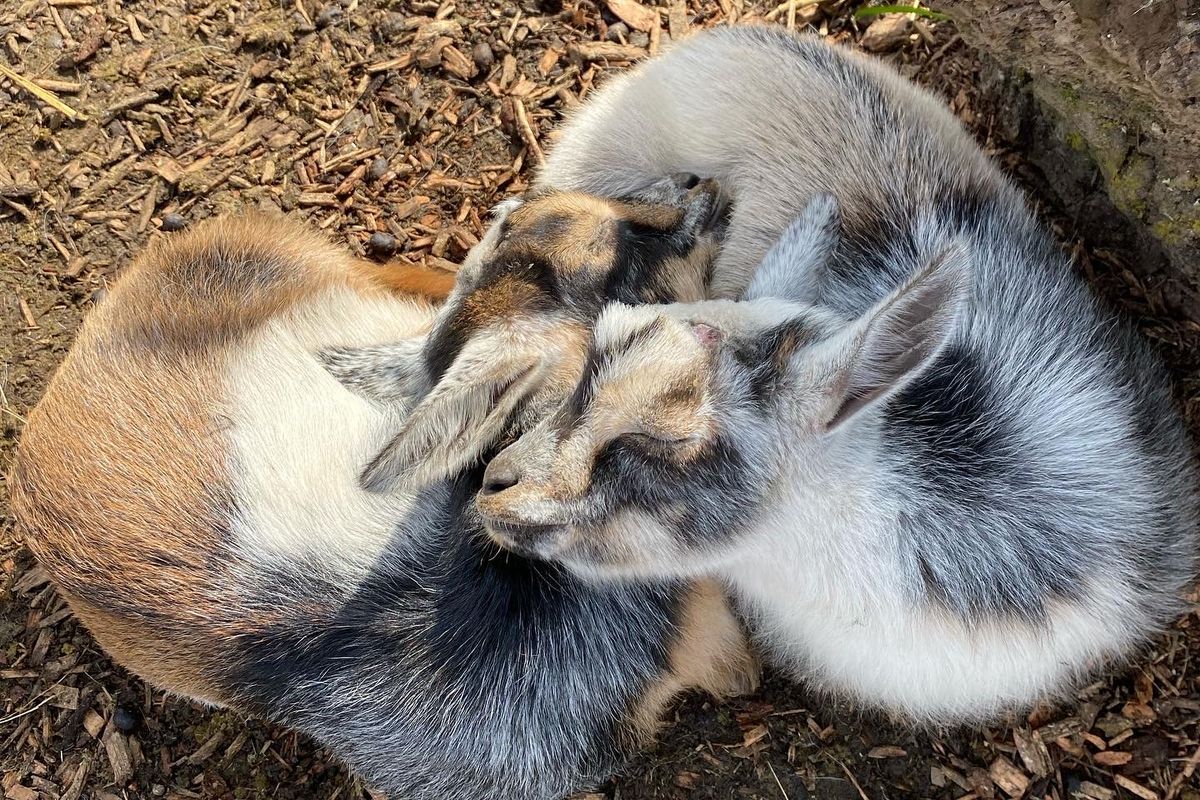 Baby Goat Tours at Triskelee Farm in West Linn, OR - Every Saturday ...