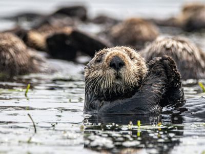 Science Pub Portland—Sea Otters: The Ghosts of the Oregon Coast