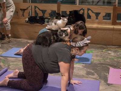 Meowga - Yoga with Cats
