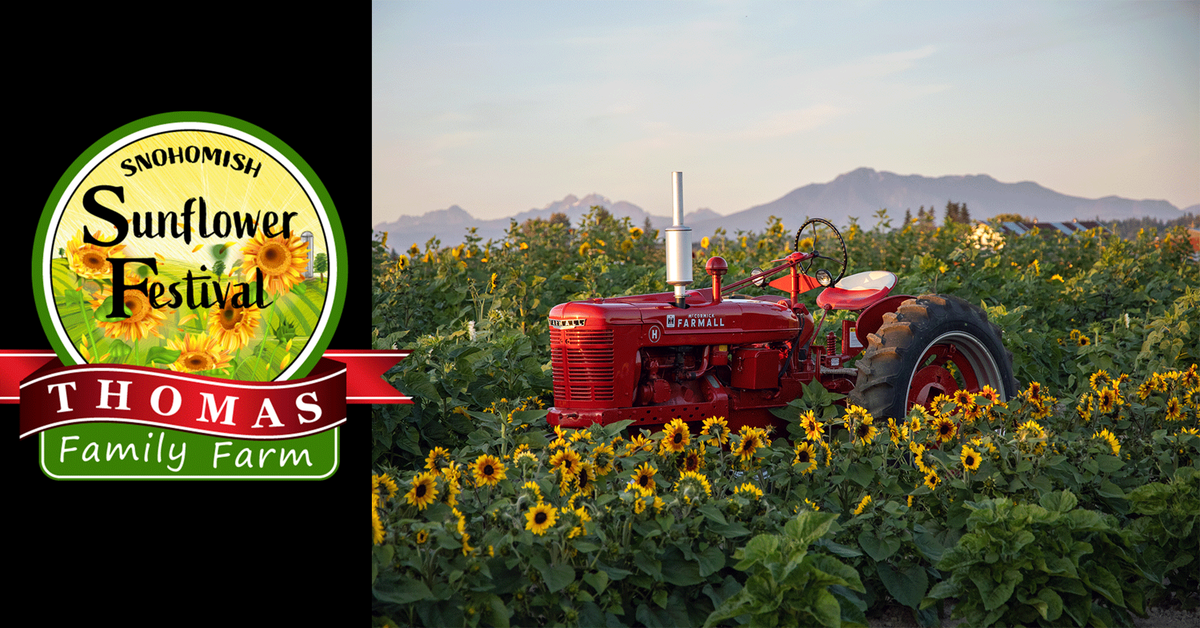 Sunflowers in Snohomish at Thomas Family Farm in Snohomish, WA ...