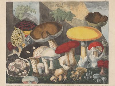 Atlas des Champignons: A Rediscovery of 19th c. Mycological Illustrations (aka The Mushroom Show)