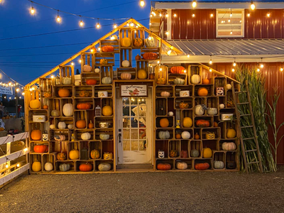 Yesteryear Pumpkin Patch and Corn Maze