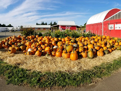 Bi-Zi Farms Pumpkin Patch and Harvest Festival