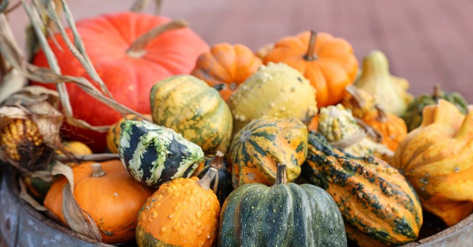 CRUSH Harvest Festival at Chateau Ste. Michelle in Woodinville, WA