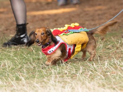 The <a href="https://everout.com/seattle/events/halloween-pet-parade/e157555/">Halloween Pet Parade</a> will give you an opportunity to test drive your costumes!