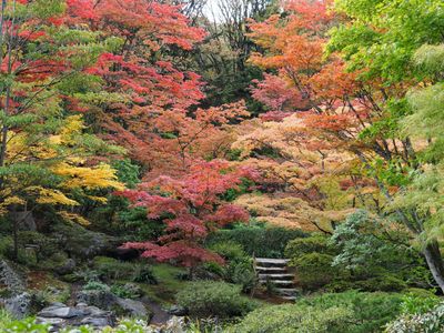Admire the fall foliage and partake in fun activities at Seattle Japanese Garden's <a class="event-header fw-bold" href="https://everout.com/seattle/events/maple-festival-2023/e156266/">Maple Festival</a>.