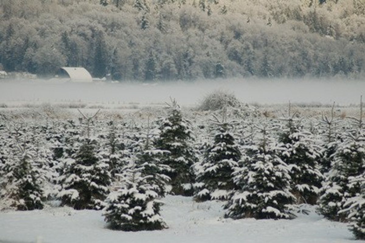 Snow Valley Christmas Tree Farm 17651 W Snoqualmie River Rd NE