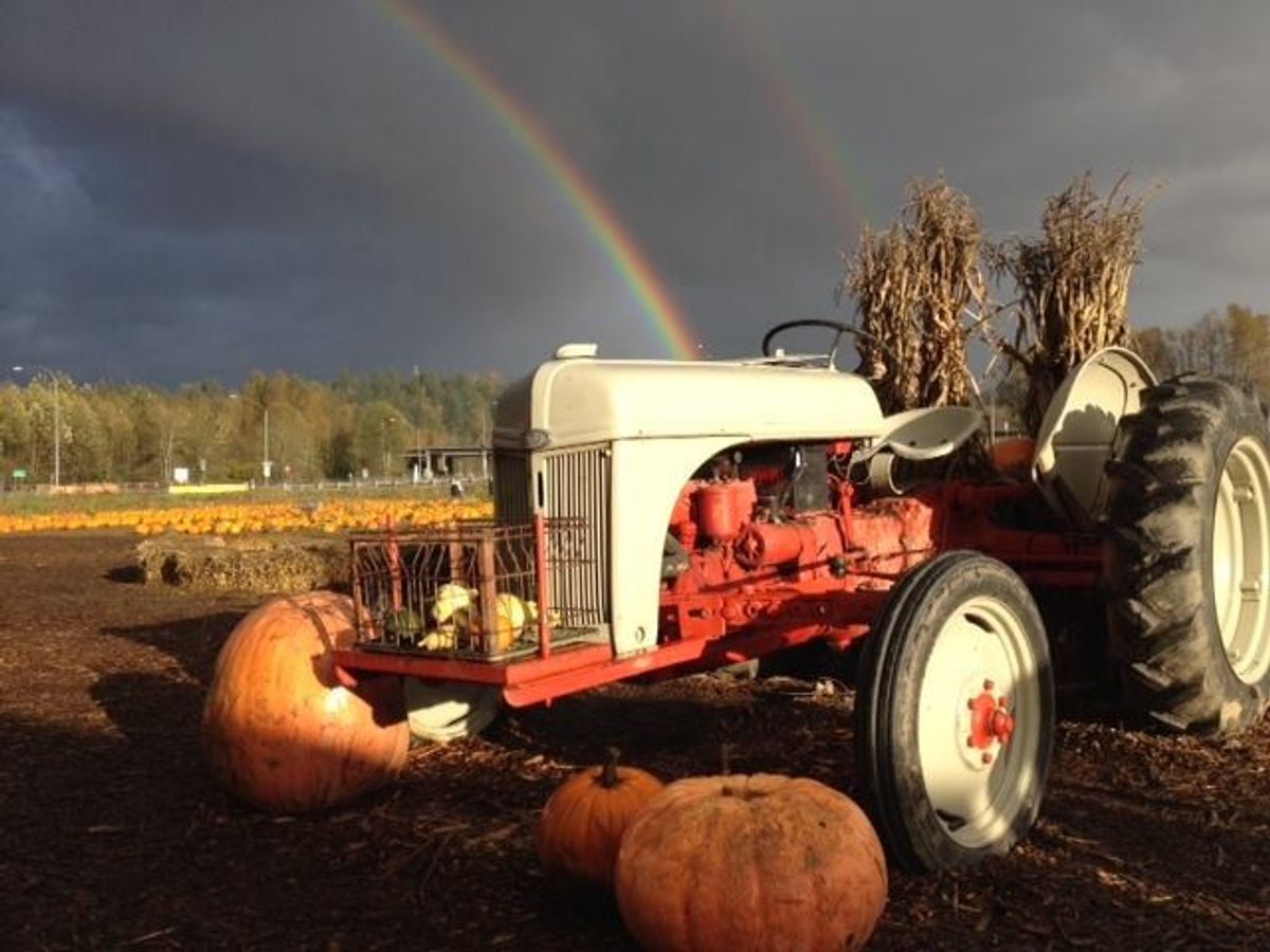 Mosby Farms - 12754 SE Green Valley Rd - Pumpkin Patch - Auburn, WA 