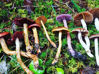 Geek out over the fungal kingdom at the Puget Sound Mycological Society's <a href="https://everout.com/stranger-seattle/events/virtual-wild-mushroom-show/e37359/">Virtual Wild Mushroom Show</a> this weekend.