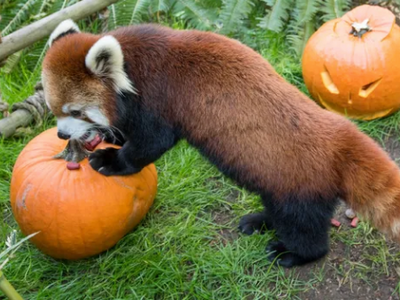 The Oregon Zoo's <a href="https://everout.com/portland-mercury/events/howloween/e37807/">Howloween</a> scavenger hunt will teach kids about wildlife habitats and provide them with treat bags. If you're not a kid, go for the cute animal sightings and autumnal atmosphere.