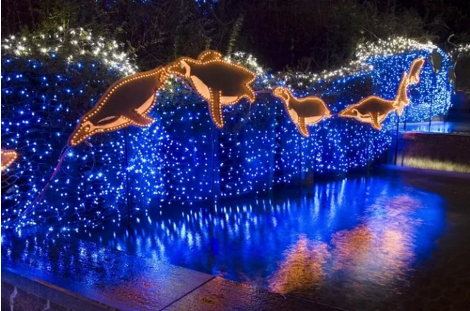 Your Guide to November 2020 Events in Portland - EverOut Portland
