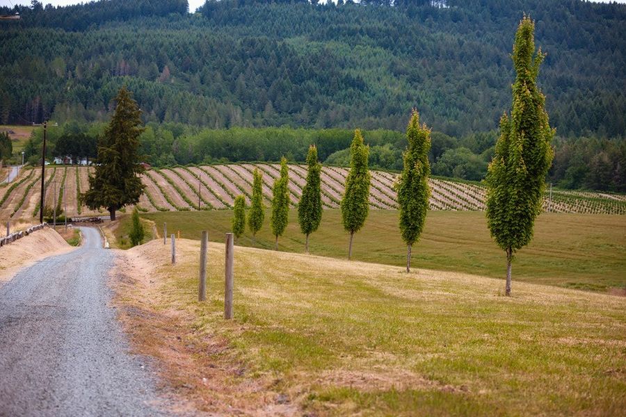 Silobration NW at Abbey Road Farm in Carlton, Oregon Sunday, August