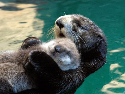 Looking for a daytime date with your valentine, your benevolent roommate, or yourself? The <a href="https://everout.com/locations/seattle-aquarium/l20345/">Seattle Aquarium</a> is open daily for timed, reserved visits.