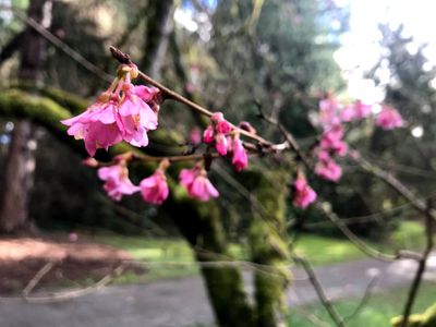 Below: Our recommendations for Seattle-based podcasts to listen to while you stroll through the <a href="https://everout.com/locations/washington-park-arboretum/l26291/">Washington Park Arboretum</a>.