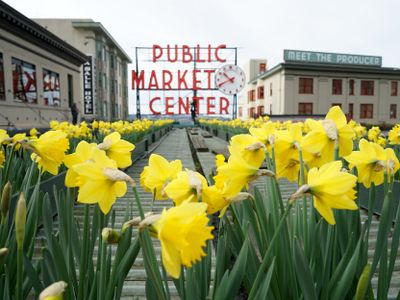 To welcome spring, volunteers will hand out free bundles of bright yellow flowers at Pike Place for <a href="https://everout.com/seattle/events/daffodil-day/e47344/">Daffodil Day</a> this Saturday.