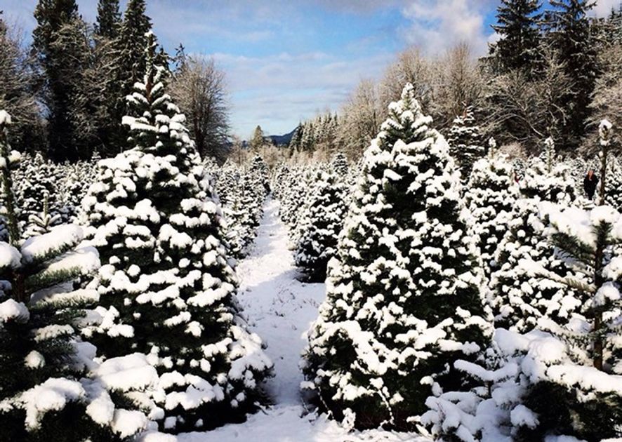 29 Places to Pick Up and Cut Your Own Christmas Trees Around Seattle