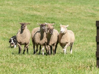 The annual herding extravaganza <a href="https://www.thestranger.com/events/38840102/vashon-sheepdog-classic">Vashon Sheepdog Classic</a> will return to Misty Isle Farms for the 10th year this weekend.