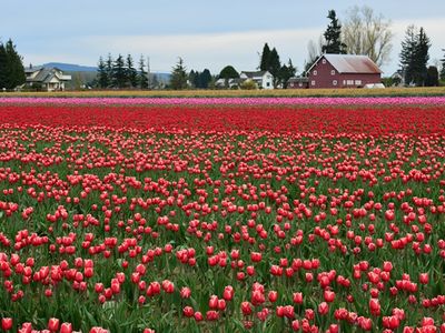Frolic through fields of colorful flowers at Skagit Valley’s annual <a href="https://www.thestranger.com/events/37099560/skagit-valley-tulip-festival">Tulip Festival</a> this April.