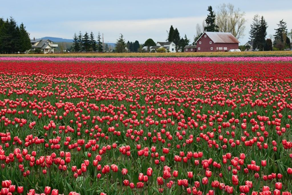 The Best Festivals in Seattle: Spring 2019 - EverOut Seattle