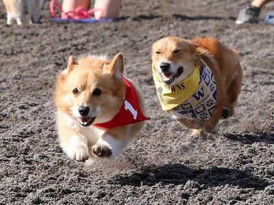 Dozens of stubby-legged canines will race around the Emerald Downs track with carefree abandon at this Sunday's <a href="https://www.thestranger.com/events/39794867/corgi-races">Corgi Races</a>.