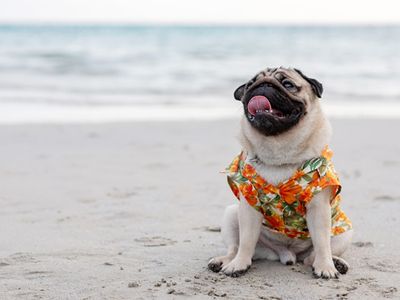 Hear and share stories about squishy-faced angels at the Seattle Pug Rescue's <a href="https://www.thestranger.com/events/39782514/seattle-pug-gala">Seattle Pug Gala</a> this weekend, which will include a <i>Survivor</i>-themed costume contest (see photo for inspiration) to suit the warm weather.