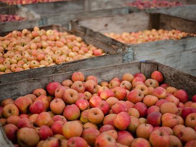 Celebrate apple harvest season at one of this weekend's many <a href="https://www.thestranger.com/events/fall">autumnal events</a>, including the <a href="https://www.thestranger.com/events/40909298/olympic-peninsula-apple-and-cider-festival">Olympic Peninsula Apple & Cider Festival</a> in Port Townsend.