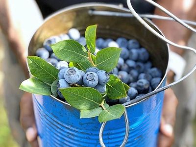 Pluck blueberries in all shapes and sizes at Snohomish's nine-acre <a href="https://everout.com/locations/mountainview-blueberry-farm/l39027/">Mountainview Blueberry Farm</a>, open from 8 am to 5 pm on Tuesday-Sunday.