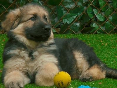 The extremely cute new HBO Max series <a href="https://www.thestranger.com/events/44146622/the-dog-house"><i>The Dog House</i></a> matches prospective pet owners with the rescue pups of their dreams.