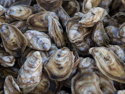While you slurp Hama Hama oysters and drink local beer and wine at <a href="https://www.thestranger.com/events/42321020/alki-oyster-fest">Alki Oyster Fest</a> on Sunday, you'll be helping restore local marine habitats through the Puget Sound Restoration Fund. Good on you!